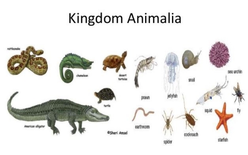 Kingdom Animalia Pengertian Ciri Klasifikasi Contoh Guru Belajarku
