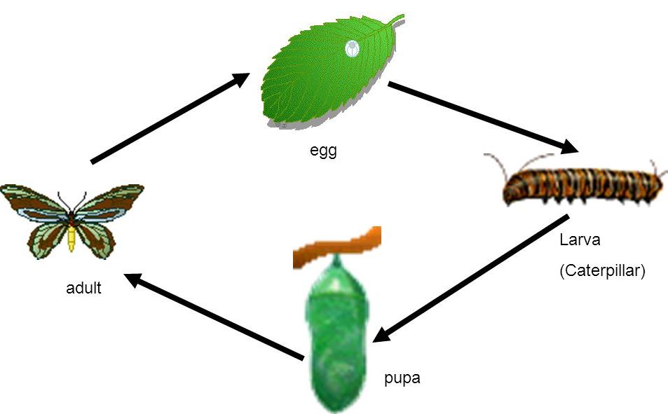 Metamorfosis Kupu-kupu