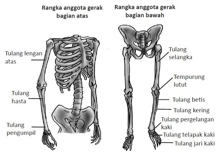 Tulang sebagai alat gerak pasif