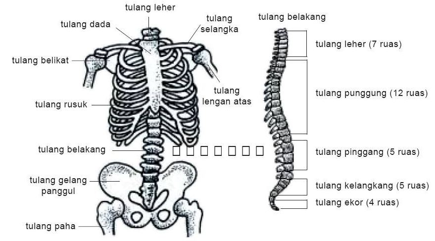 Rangka Badan