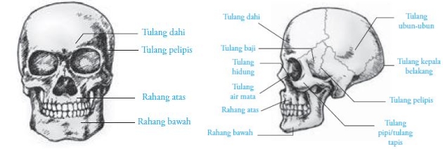 Tulang Tengkorak